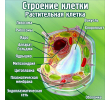 162-строение клетки растительная клетка 900х900мм